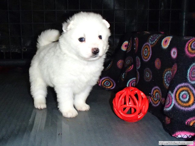 pups-5