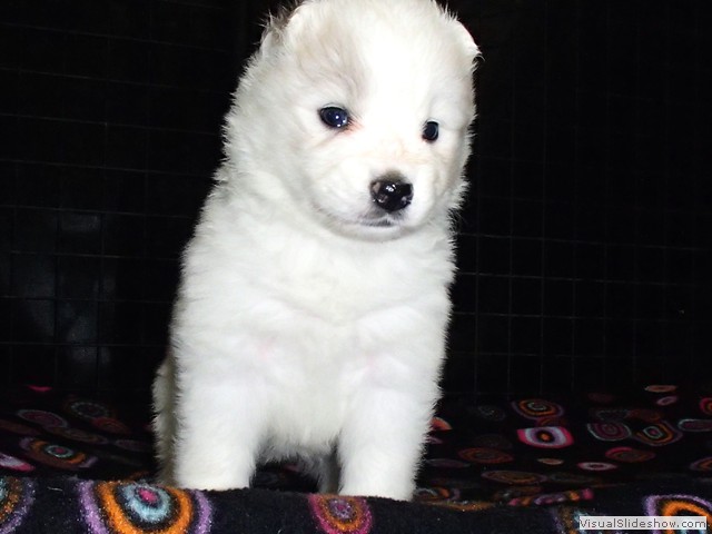 pups-6