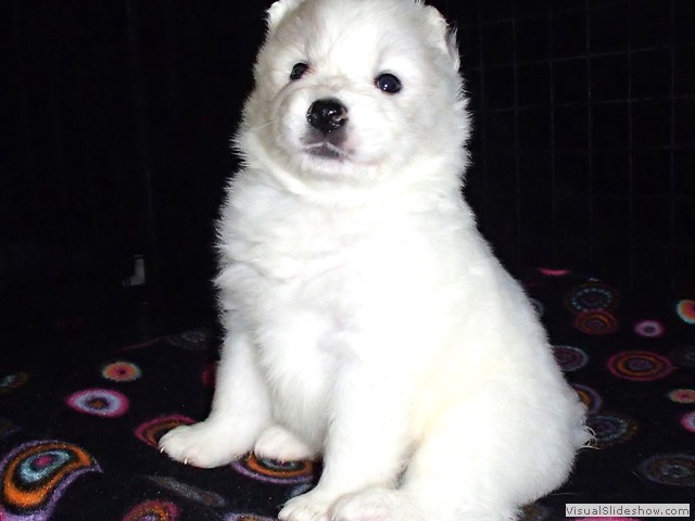 pups-7