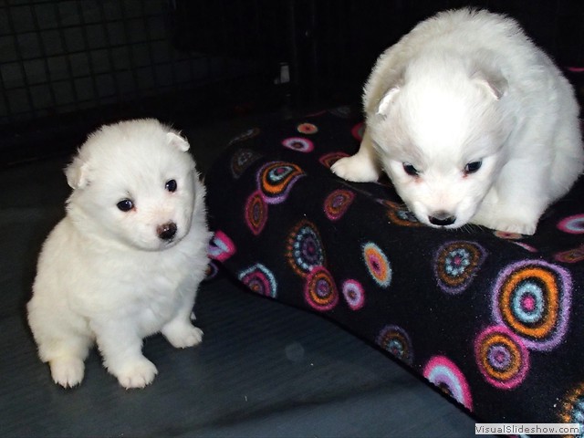 pups-8