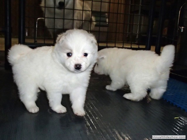 pups-9