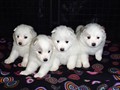 pups-1