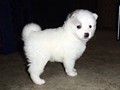 pups-10