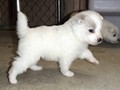 pups-11