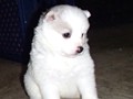 pups-12