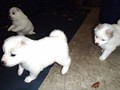 pups-13