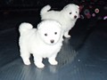pups-14
