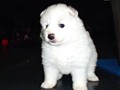 pups-15
