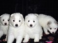pups-2