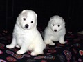 pups-3