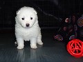 pups-4