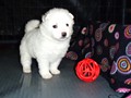 pups-5