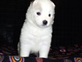 pups-6