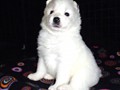 pups-7
