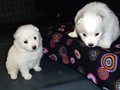 pups-8