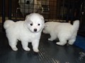 pups-9