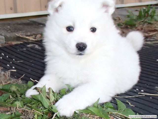 pups-2
