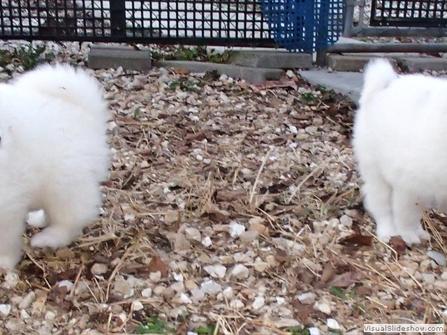 pups-3