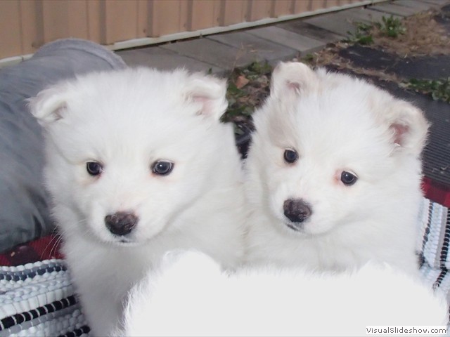 pups-6