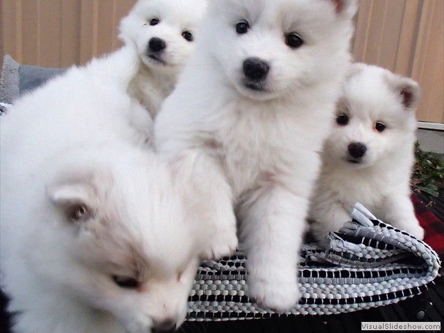 pups-7