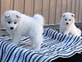 pups-1