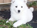 pups-2