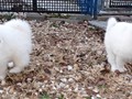 pups-3