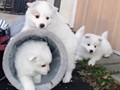 pups-4