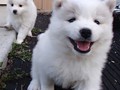pups-5