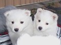 pups-6