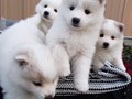 pups-7