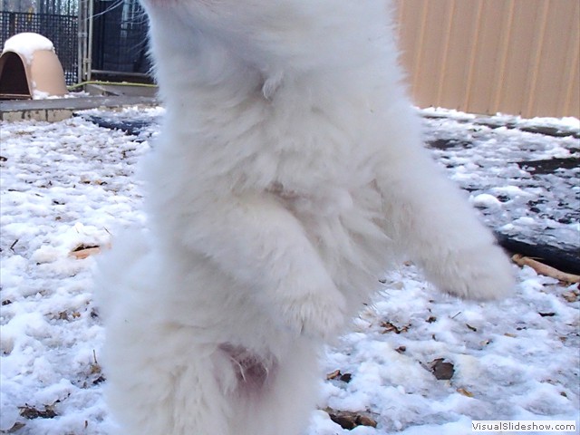 pups-1