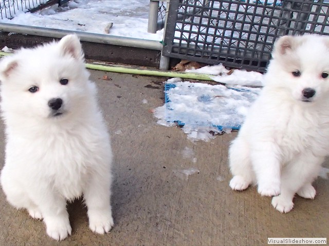 pups-2