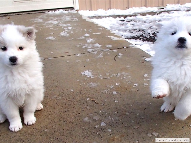 pups-3