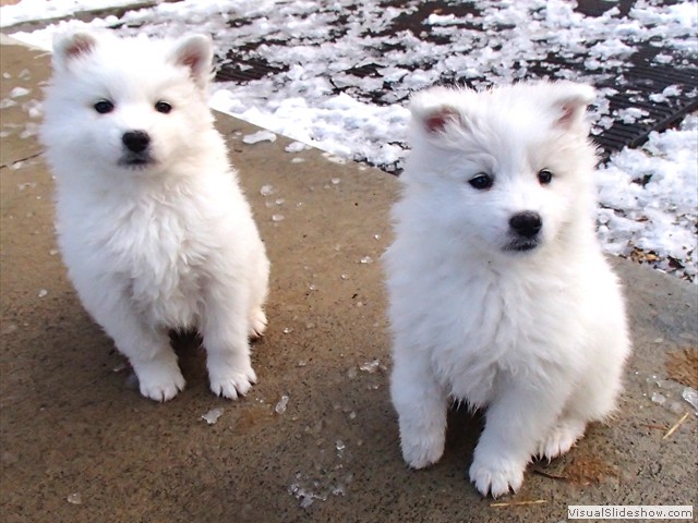 pups-4