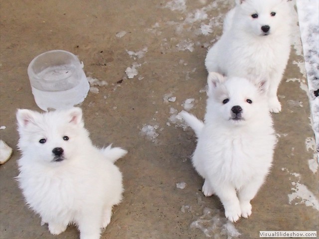 pups-5