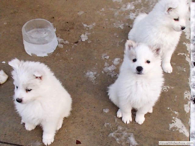 pups-6