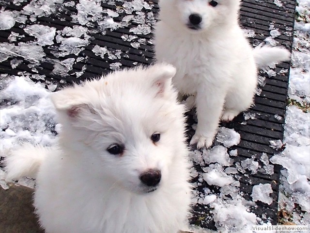 pups-7