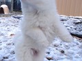 pups-1