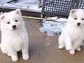 pups-2