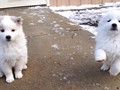 pups-3