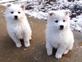 pups-4