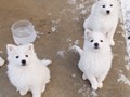 pups-5