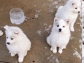 pups-6