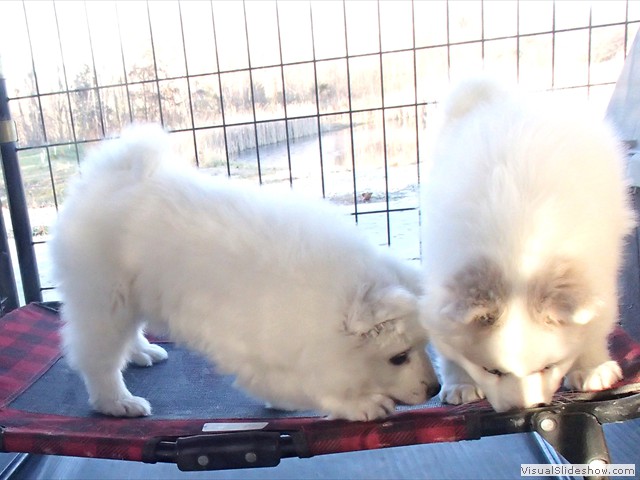 pups-1