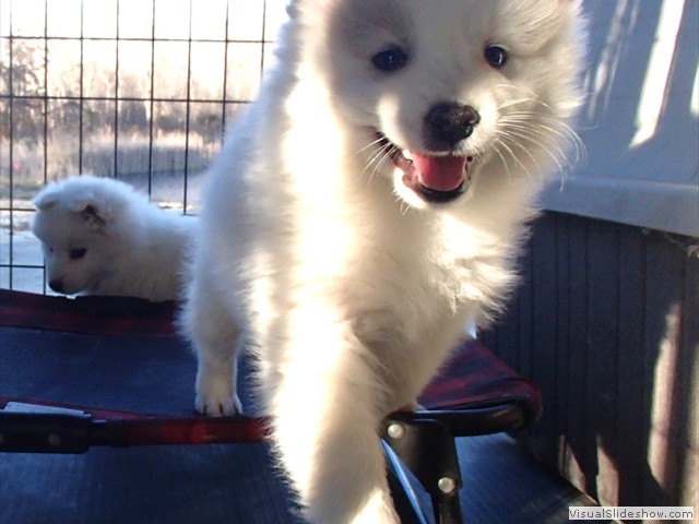 pups-2