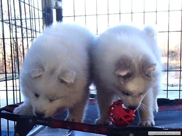 pups-3