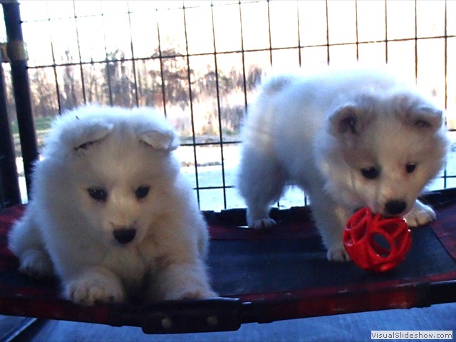 pups-4