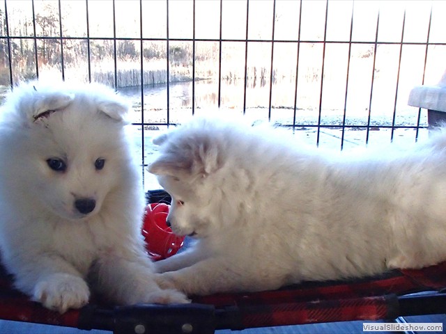pups-5