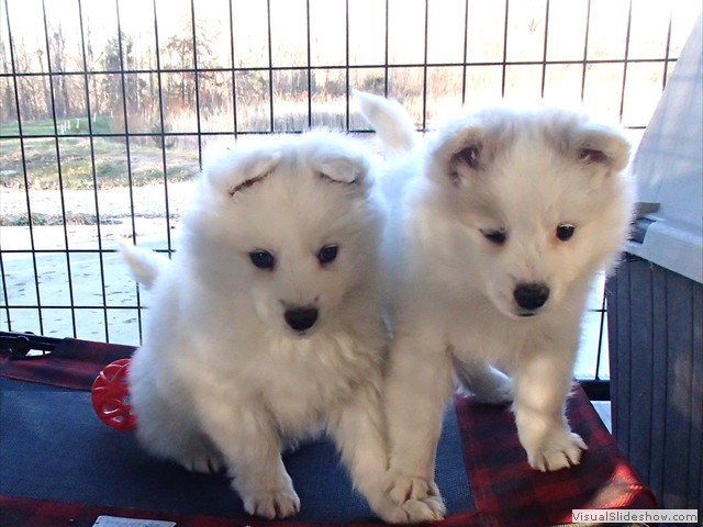 pups-6